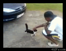 Catkicker.png