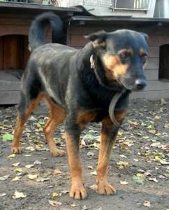 dobra