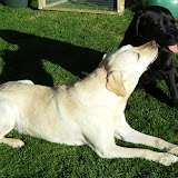 Adorable Labradors