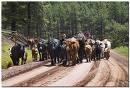 [cows[2].jpg]