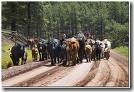 cows