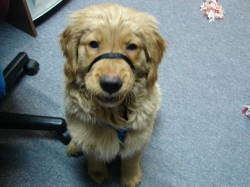 [tannersheadcollar[3].jpg]