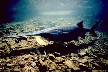 [paddlefish4.jpg]