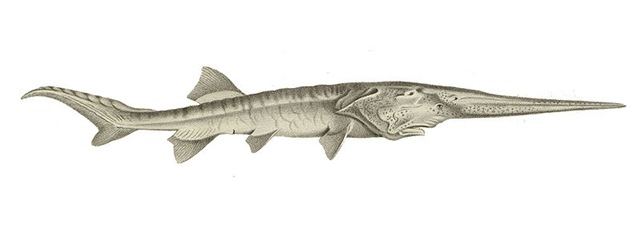 [800pxPsephurus_gladius6.jpg]