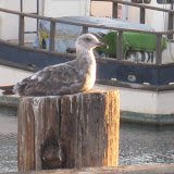 IMG_0387.JPG