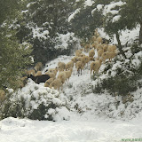 Ovejas en la nieve