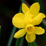 Narcissus longispathus