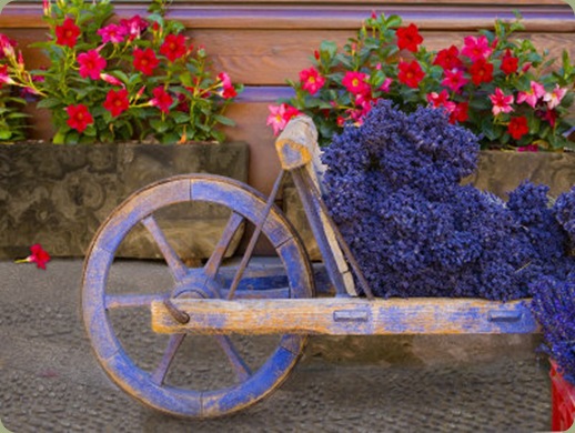 jim-zuckerman-old-wooden-cart-with-fresh-cut-lavender-sault-provence-france
