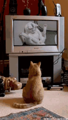 [224-cat-tv-porn[3].gif]