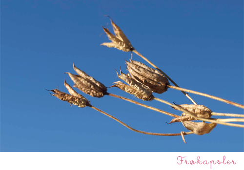 [frøkapsler[2].png]