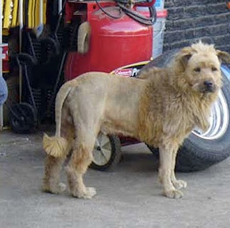 El autentico perro león
