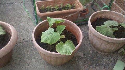 butternutsquash.jpg