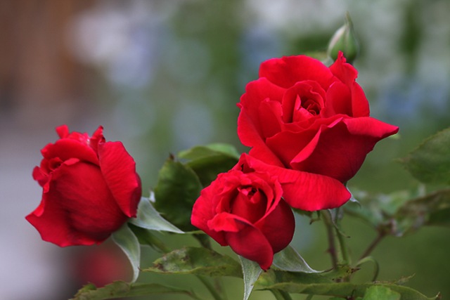 [IMG_44882.jpg]