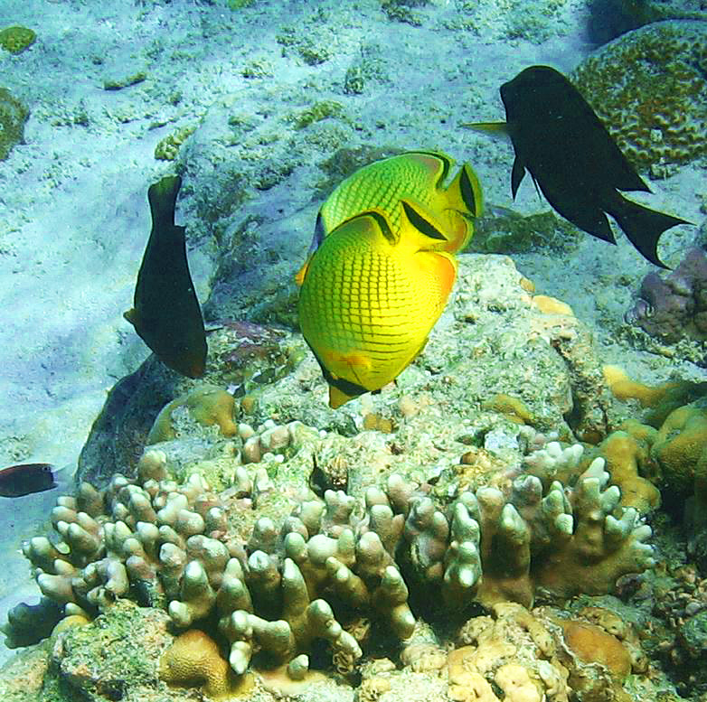 Две жёлтенькие морские красавицы пасутся на коралловом рифе. Такие рыбки плавают парами.