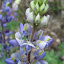 Lupine flower