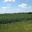 Minnesota corn