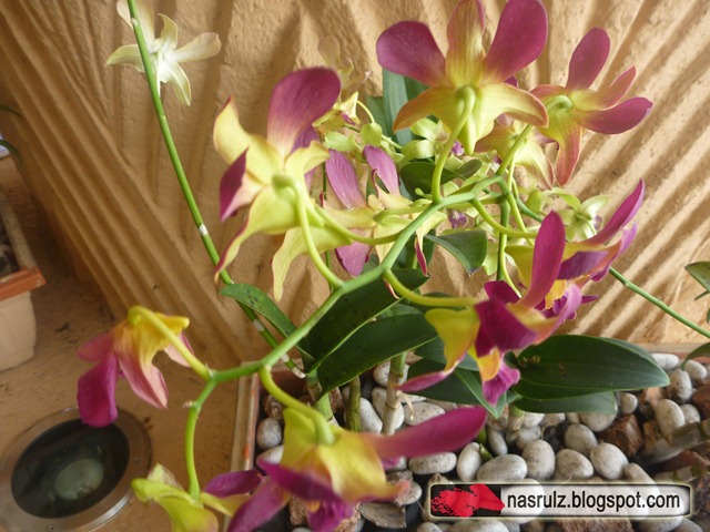 [Orchid flower at Sunway Pyramid[4].jpg]