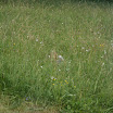 Táborák 2010