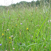 Táborák 2010