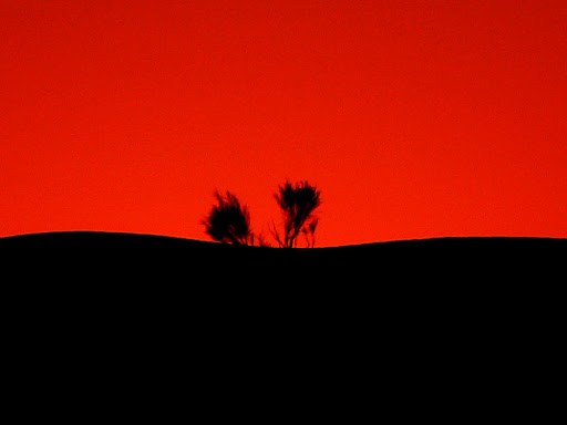 dune noire et ses 2 arbres sur fond de ciel rouge le soir désert.