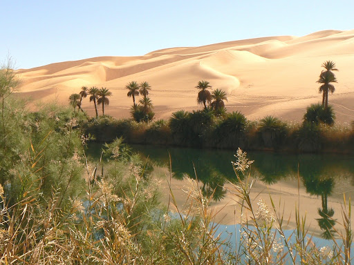 reflet de palmiers et de dune dans l