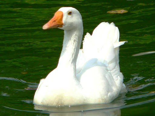 cygne