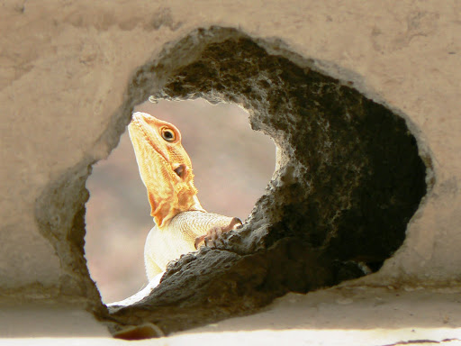 tête de margouillat à travers un trou de mur