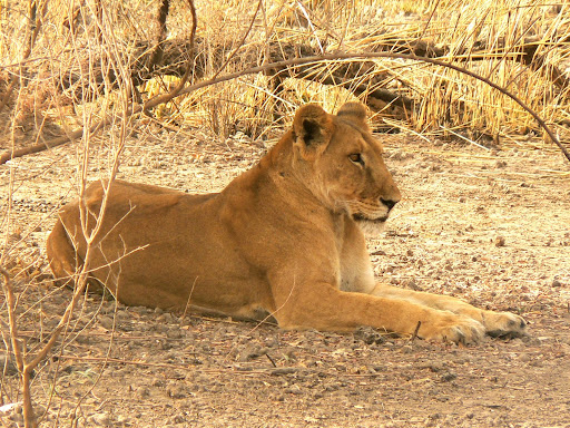 lionne au repos parc de la Pendjari Bénin