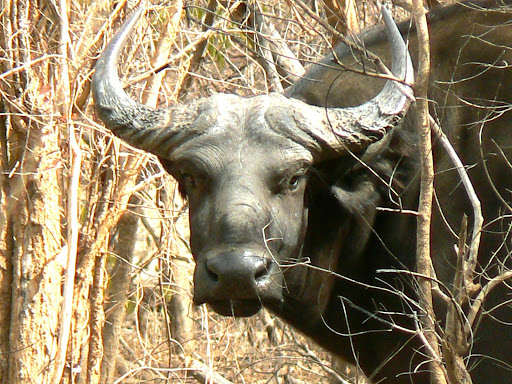 tête de buffle parc W Niger