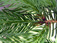 Norway_Spruce_01a_Leaf.jpg