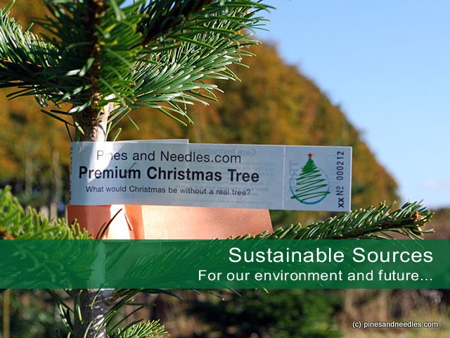 Sustainable sources. For our environment and future... | http://www.pinesandneedles.com/Sustainable-Christmas-Trees/
