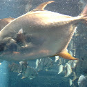 Florida Pompano