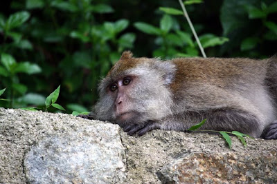 Langkawi monkey at the Andaman hotel