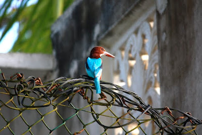 Bird by the beach in Galle Sri Lanka