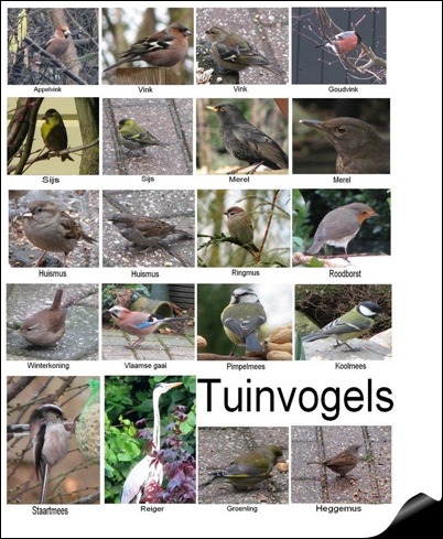 tuinvogels