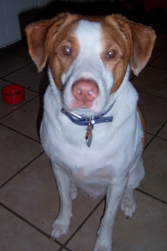 Lab Brittany Mix