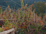 Watching the grapes grow in Napa Valley at the Harvest Inn.