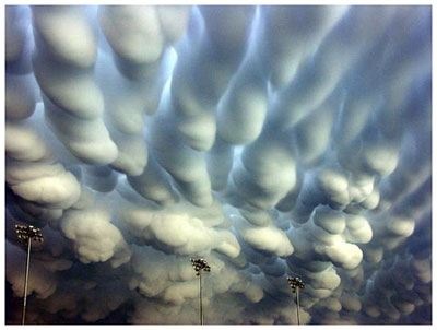 mammatus mammatus