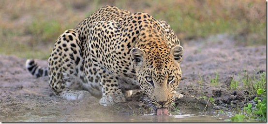 kruger-park-safari-590 kruger-park-safari-590