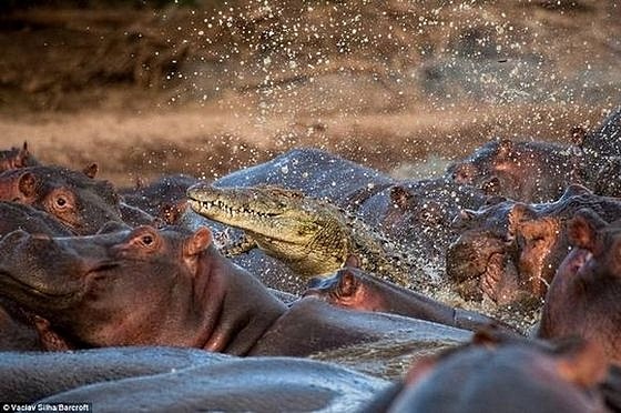 [hippo-attacked-the-crocodile02[5].jpg]