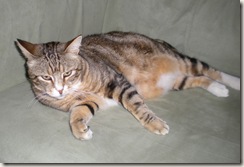 killer kitty killer kitty