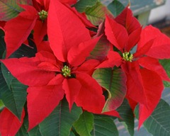 Poinsettia