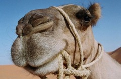 Camel