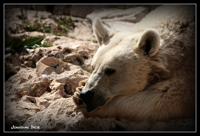The Bored Bear - Jonathan Dror Photography
