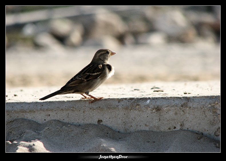Stand With Pride - Jonathan Dror Photography