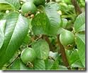 jambu biji jambu biji
