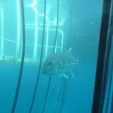A fish