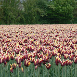  &ndash;  &ndash; 01-May-2010