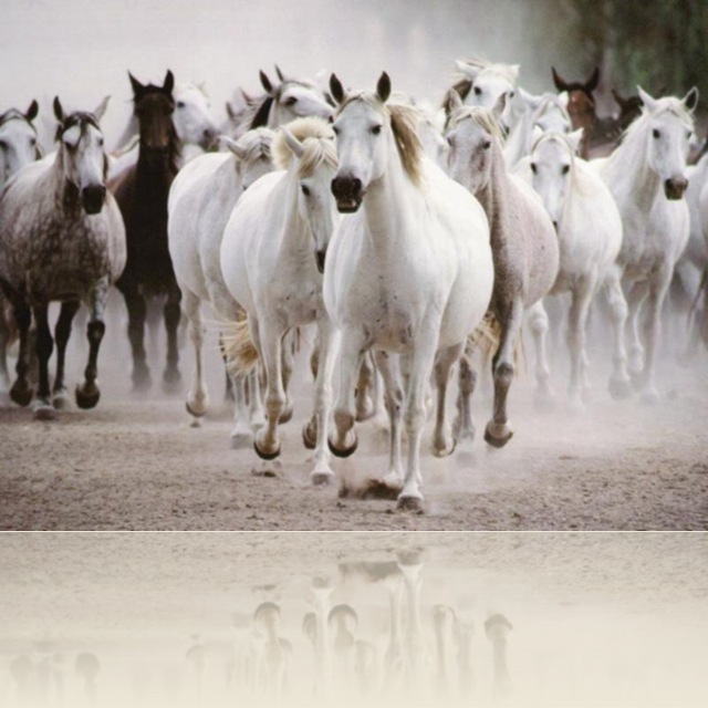 horses-gallop