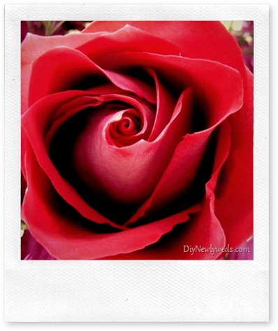 red_rose red_rose